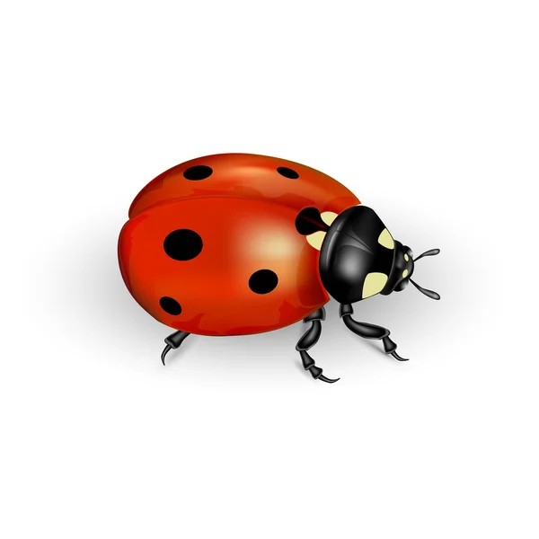 Ladybug — Stock Vector