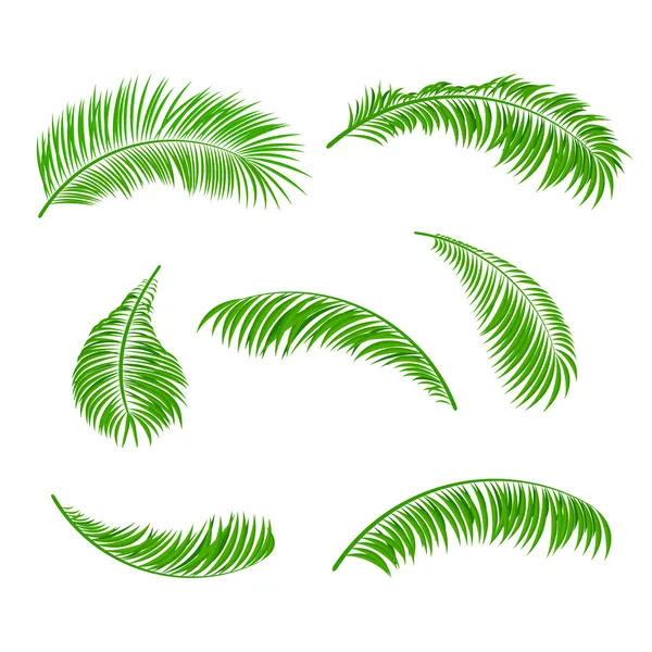 Hojas de palmera — Vector de stock