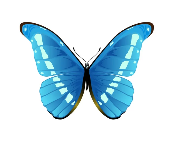 Mariposa azul sobre fondo blanco — Vector de stock