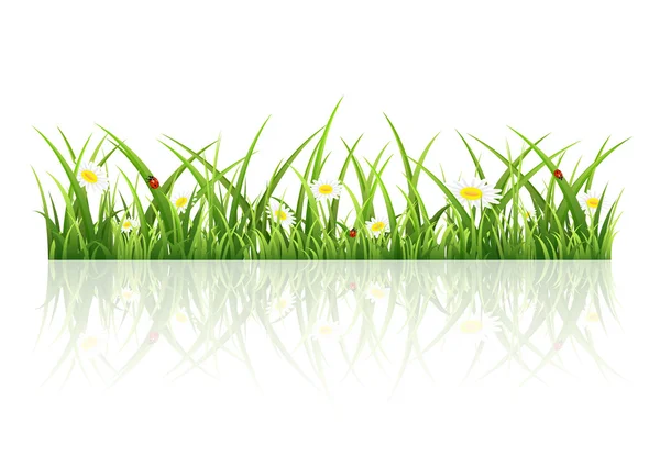 Grass on white background — Stock Vector