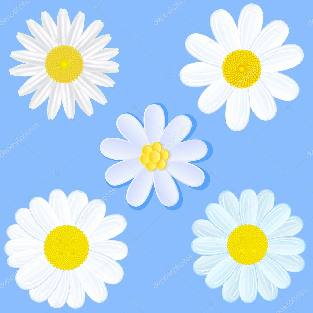 Set of daisies