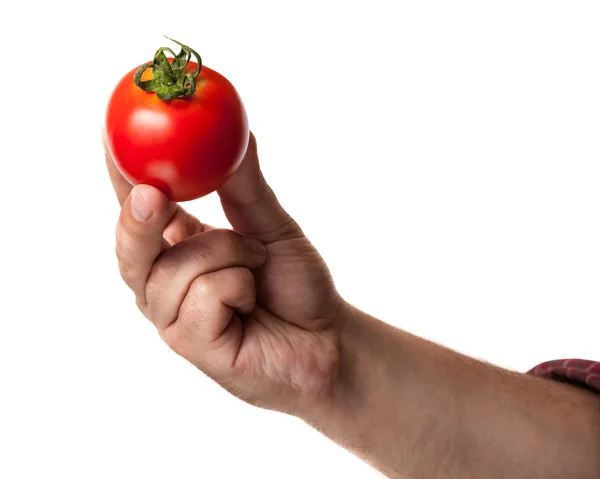 Tomato in a han — Stock Photo, Image