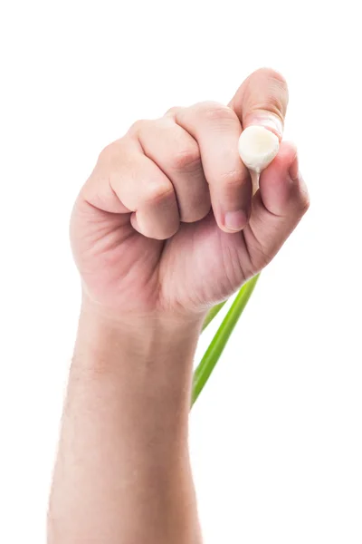 Main tenant et écrivant avec un onio de printemps vert — Photo