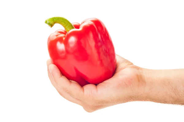 Mano sosteniendo la marea un gran pimiento rojo — Foto de Stock