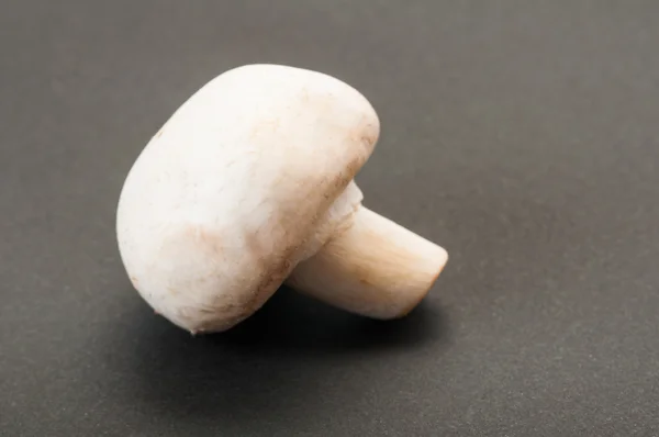 One single champignon mushroo — Stock Photo, Image