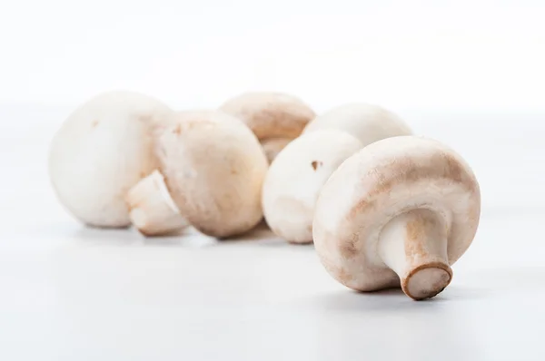 Closeup of champignon mushroo — Stock Photo, Image