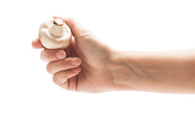 el bir mushroo holding