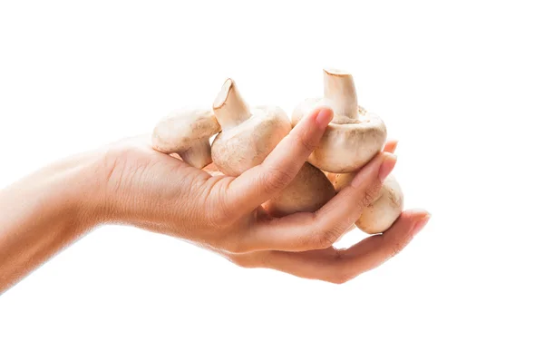 Hand holding a bunch of mushroom — Stock Photo, Image