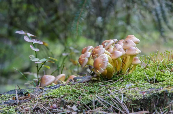 Funghi — Foto Stock