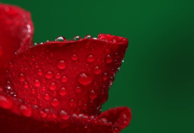 Bol su damlası olan kırmızı bir gül. Makro