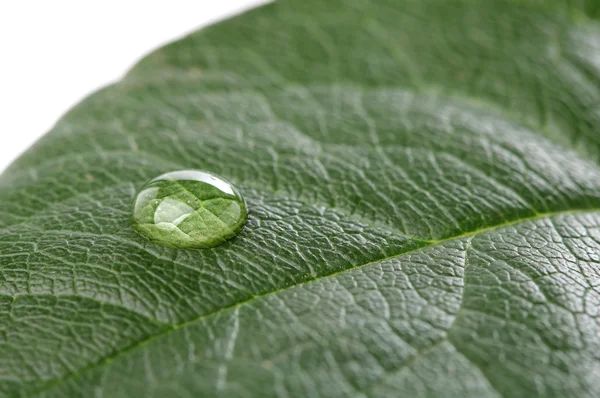 Goccia d'acqua su foglia verde su sfondo bianco. Macro — Foto Stock