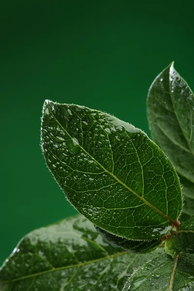 Φρέσκα φύλλα με σταγόνες νερό. φυσικό περιβάλλον — Φωτογραφία Αρχείου