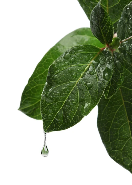 Hoja fresca con gota de agua cayendo. fondo blanco —  Fotos de Stock