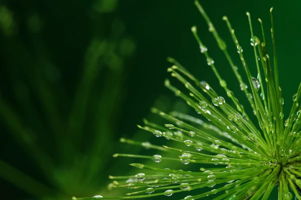 Fresh plant with water drops on green background — Stock Photo, Image