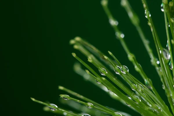 Fresh plant with water drops on green background — Stock Photo, Image