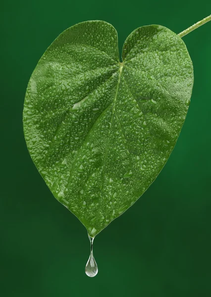 Green fresh leaf with a water drop falling. Natural background — Stock Photo, Image