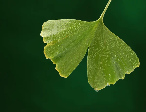 Foglia di gincgo fresco su sfondo naturale — Foto Stock