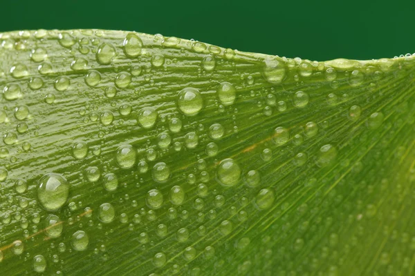 Schönes grünes Blatt mit Wassertropfen — Stockfoto