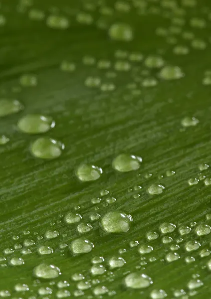 Schönes grünes Blatt mit Wassertropfen — Stockfoto