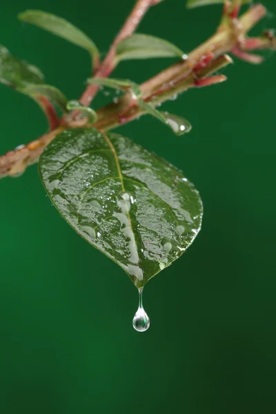Green fresh leaf with a water drop falling. Natural background — Stock Photo, Image