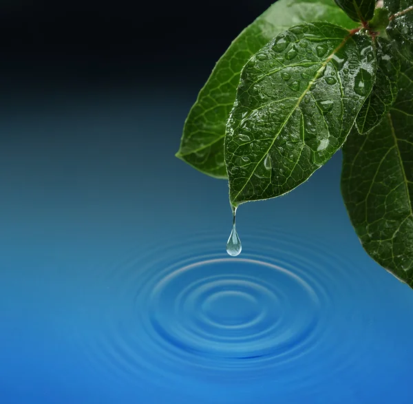 Green leaf with water drop falling. Blue waves — Stock Photo, Image
