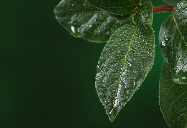 Свежие листья с капельками воды. Естественный фон — стоковое фото