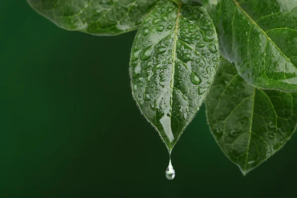 Frisches Blatt mit fallendem Wassertropfen. Natürlicher Hintergrund — Stockfoto