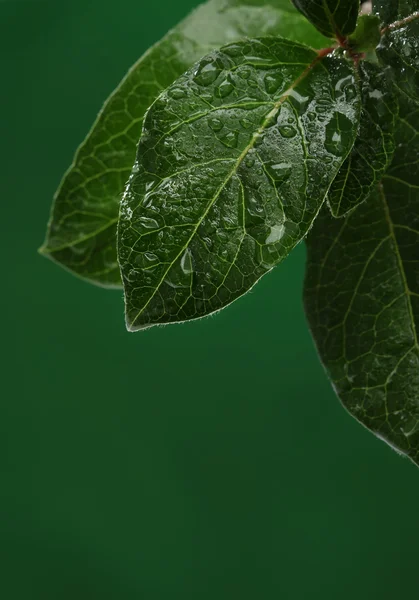 Φρέσκα φύλλα με σταγόνες νερό. φυσικό περιβάλλον — Φωτογραφία Αρχείου