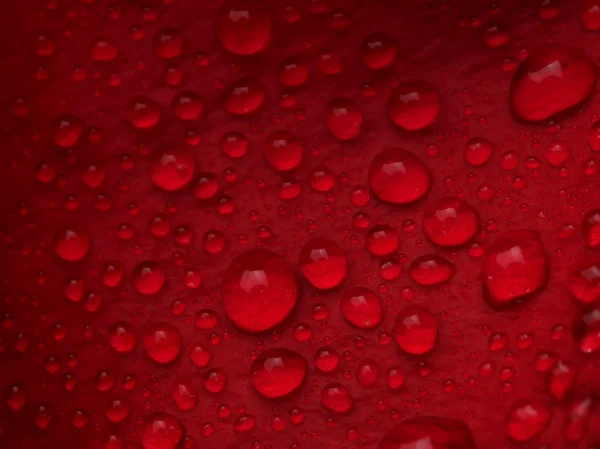 Bol su damlası olan kırmızı bir gül. Makro — Stok fotoğraf