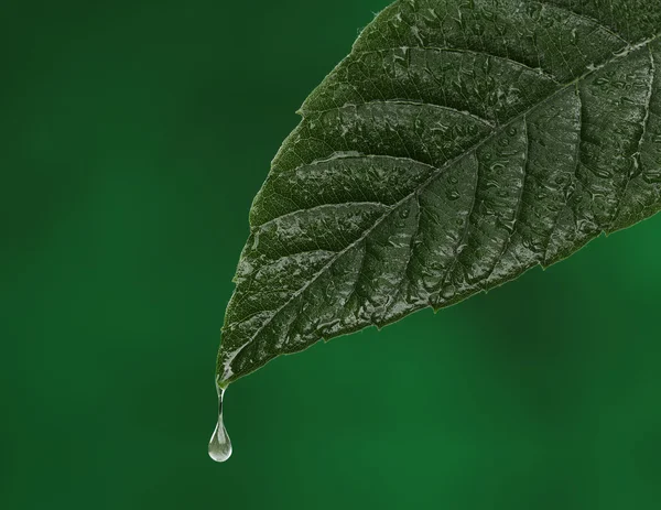 Grünes frisches Blatt mit einem fallenden Wassertropfen. Natürlicher Hintergrund — Stockfoto