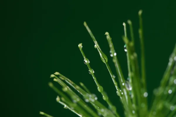Planta fresca com gotas de água no fundo verde — Fotografia de Stock