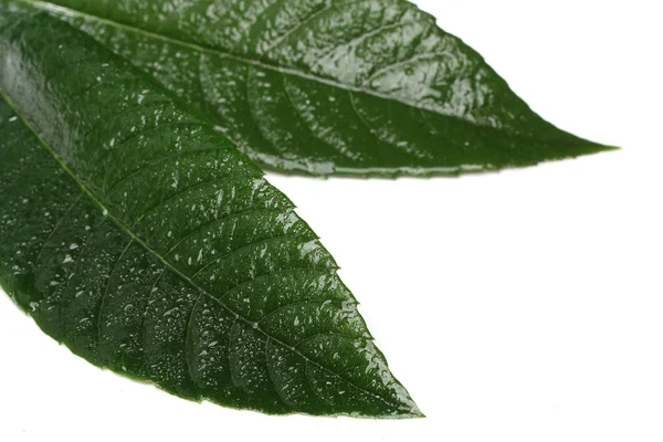 Ferskt grønt blad isolert på hvit bakgrunn – stockfoto