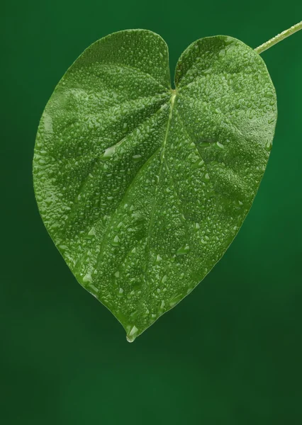 Fresh green leaf on green background, with water drops — Stock Photo, Image