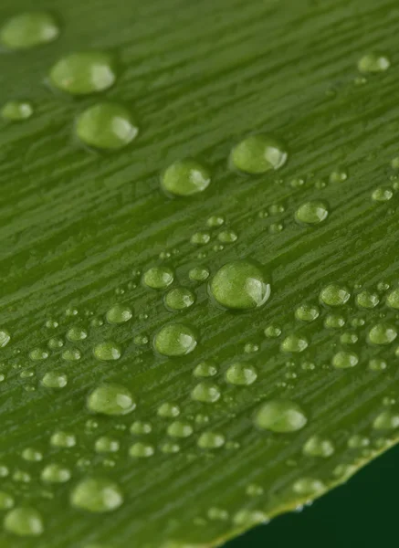 Schönes grünes Blatt mit Wassertropfen — Stockfoto