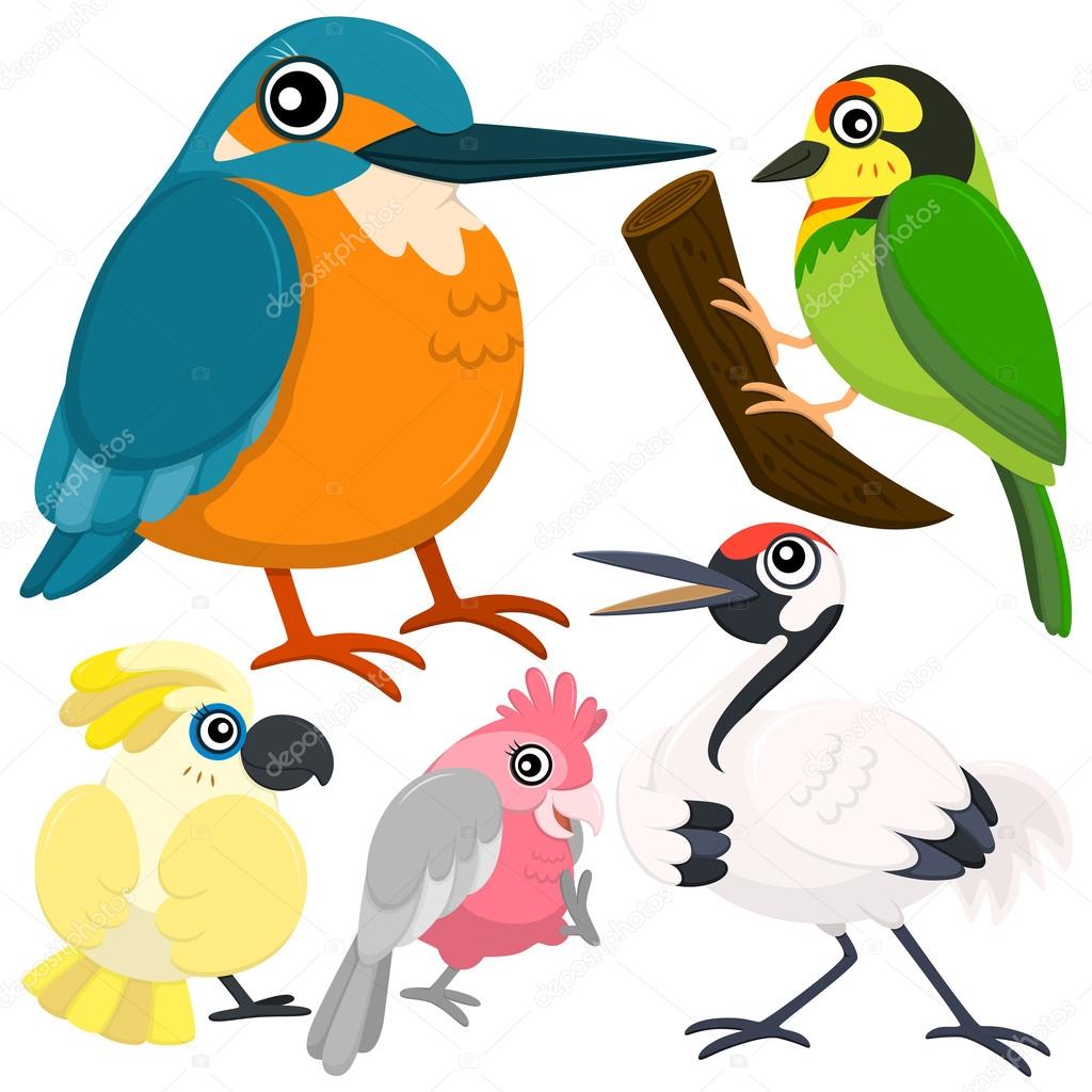 Five colorful cute birds with white background