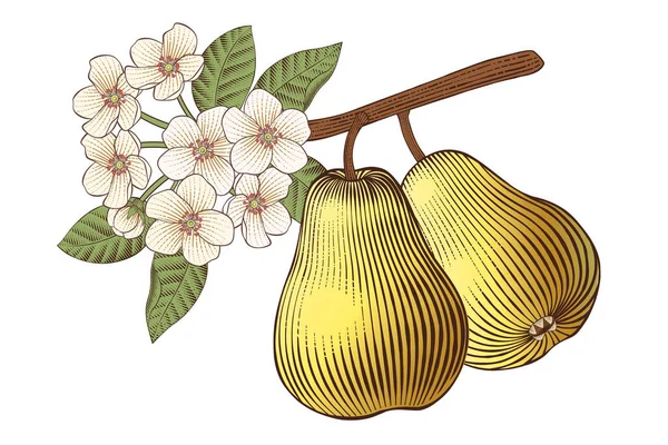 Engraved Illustration Pear Tree Branch Flowers White Background — 스톡 벡터