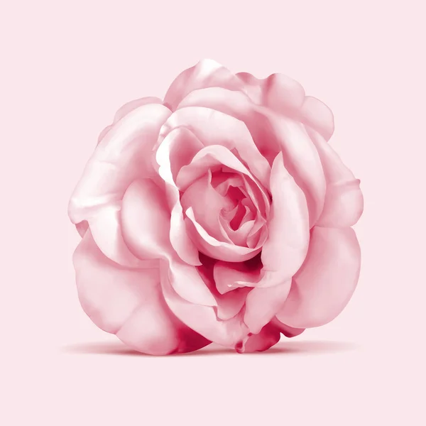 Illustrazione Elegante Fiore Rosa Visto Dall Alto — Vettoriale Stock