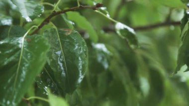 Elleri demir bir tabakta kaynar suya hamur köfteleri atar.