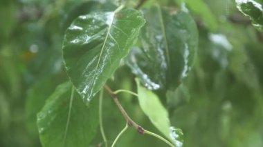 Yeşil yapraklara yağmur damlaları düşer. Ağaçlara sonbahar yağmuru