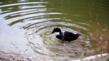 Vahşi ördekler tüylerini suyun yanında fırçalarlar.