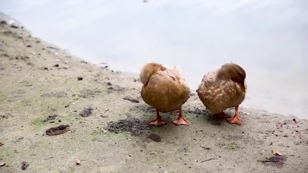 Patos Salvajes Cepillan Sus Plumas Cerca Del Agua — Vídeo de stock