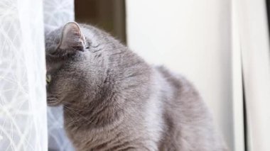 Gri kedi pencere perdesinin arkasında oturur.