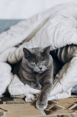 Gri, güzel, tüylü kedi battaniyeye sarılmış yatıyor