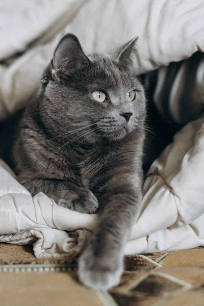 Gray Beautiful Fluffy Cat Lies Wrapped Blanket — Fotografia de Stock