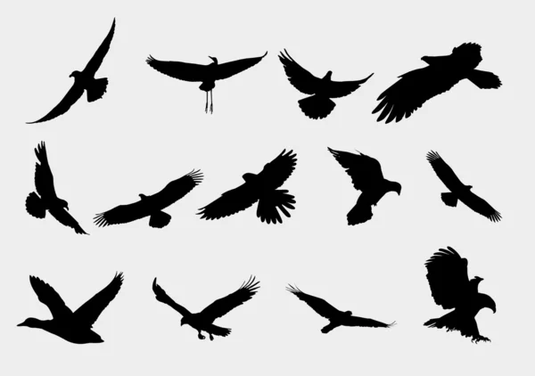 Fly birds — Stock Vector
