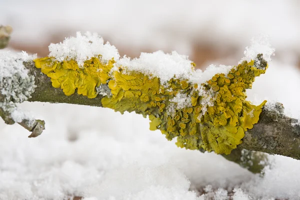 Lichens en el árbol — Foto de Stock