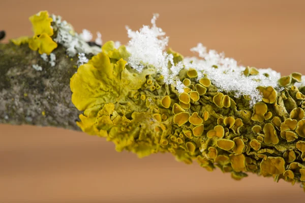 Lichens sur arbre — Photo
