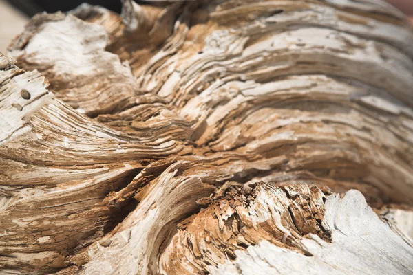 Old Wood Tree — Stock Photo, Image