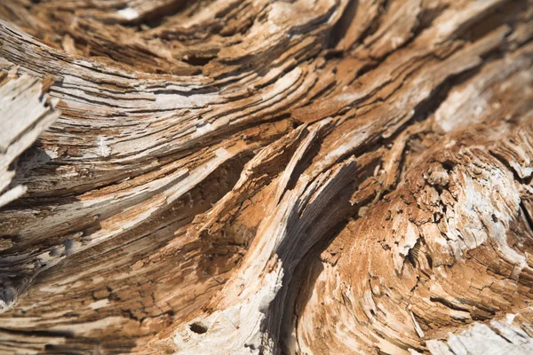 Old Wood Tree — Stock Photo, Image