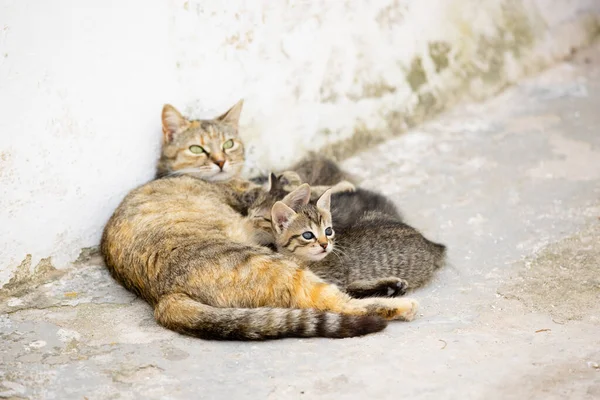 Cat Family Mother Lays Coubs Together Street Stockfoto